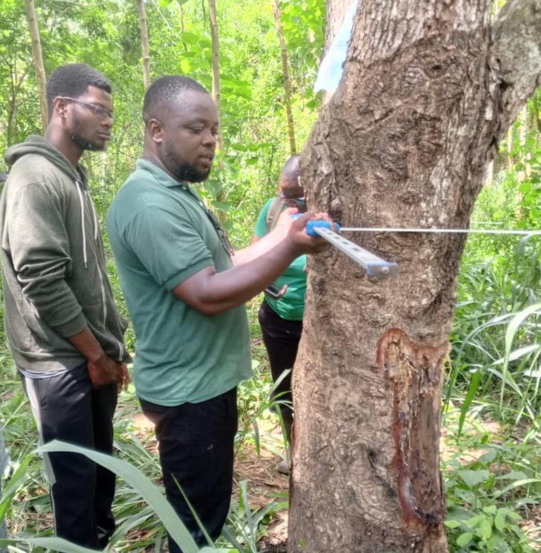 PhD in Forestry